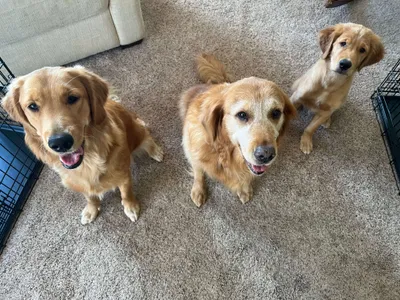 Nick's three golden retreivers